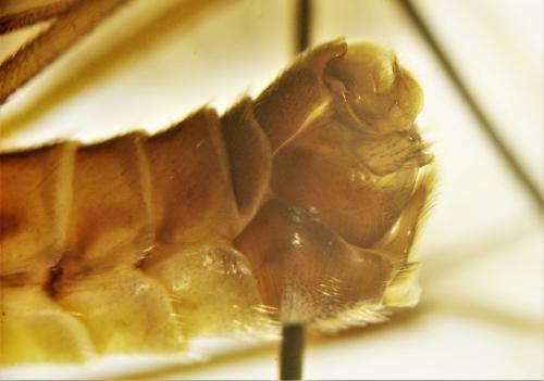 Réf. 256 231 : Tipula pilicauda